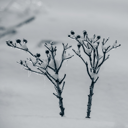 dry plants covered with ice. Winter season. Plants in the countryside. Winter in the village. Weather in the winter.の写真素材
