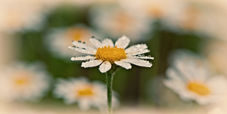 Daisy flower and in drops of water. Sunny day. Spring season.の写真素材