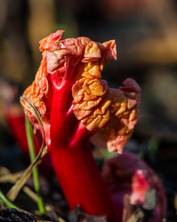 rostrum of rhubarb and melting snow in a meadow. Early spring. Rural.