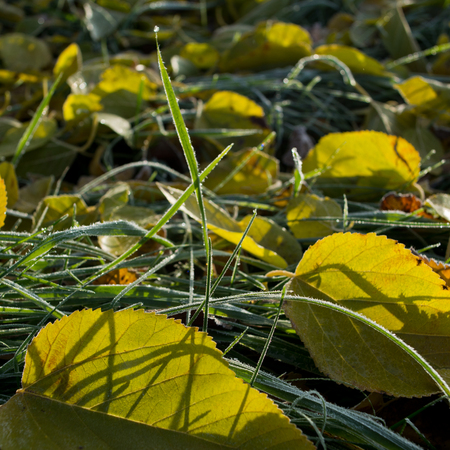 autumn leaves of plants covered with hoarfrost. November, the forest.の写真素材