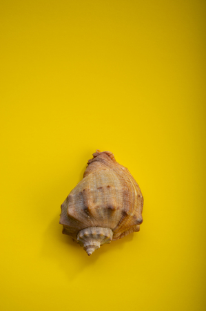 Brown sea shell on a yellow background.