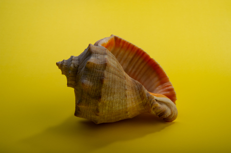 Brown sea shell on a yellow background.の写真素材