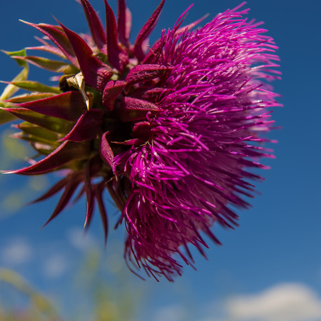 FLOWER OF THISTLE PURPLE COLOR AT THE BLUR BACKGROUND AT THE VILLAGE MEADOW. SUNNY DAY.の写真素材