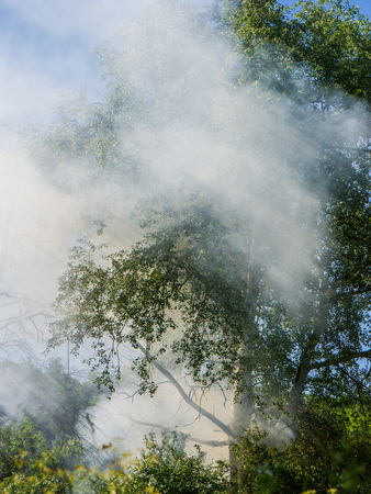 Smoke in forestの写真素材