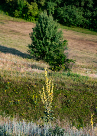 Flowering Mullein Plants on the Forest Background. Landscape in a hilly area. Ukraine. Europe.の写真素材