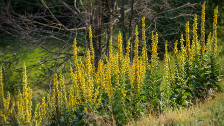 Flowering Mullein Plants on the Forest Background. Landscape in a hilly area. Ukraine. Europe.