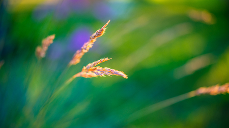 Spikelets of field grass on a green blurred background. Meadow in the countryside, summer season.の写真素材