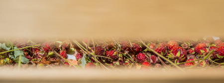 fruits of forest strawberries are dried in a wooden box in sunny weather outdoors. Web banner for your design.の写真素材