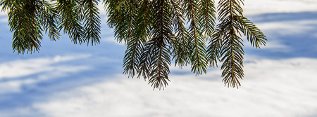 Green branches ate against the background of snow on a sunny day in the forest. Web banner. Element...