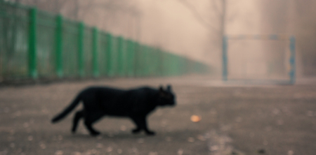 Blurred background. A black cat walks through the autumn yard. Web banner. Element of design.の写真素材