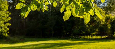 panorama, green foliage against the background of an evening meadow in the countryside. Web banner. Element of design.の写真素材