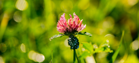 pink clover flower covered with dew drops in the autumn morning on a blurred background. Web banner. Element of design.の写真素材