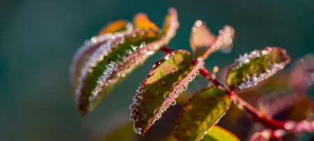 autumn leaves of bushes covered with hoarfrost and drops of morning dew. Web banner. Element of design.の写真素材