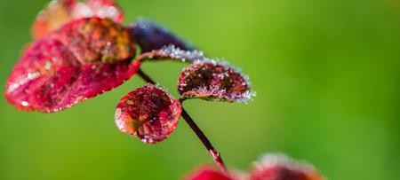 autumn leaves of bushes covered with hoarfrost and drops of morning dew. Web banner. Element of design.の写真素材