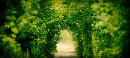 tunnel of plants in the forest above the old road. Web banner. Element of design. Photo banner.の写真素材