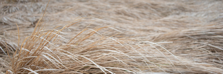 dry grass in a meadow on a foggy day, panoramic landscape. Early spring. Web banner for design. Ukraine. Europe.の写真素材