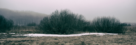 trees and snow in a meadow on a foggy day, panoramic landscape. Early spring. Web banner for design. Ukraine. Europe.の写真素材