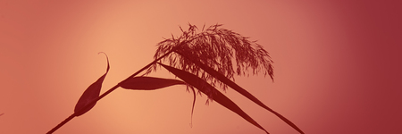 dry reeds on a light dawn on a meadow, landscape countryside. Autumn season. Web banner for design.の写真素材