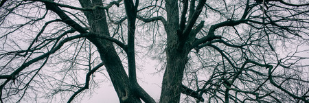 branches of an old tree on a foggy day on a meadow, panoramic. Early spring. Web banner for design....