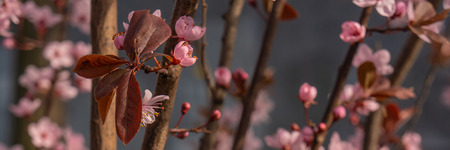blooming pink flowers on tree branches. Web banner.