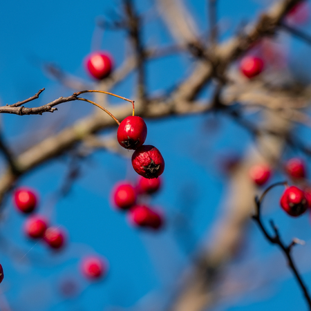 hawthorn fruits against a blue sky. Autumn season. Ukraine. Europe.の写真素材