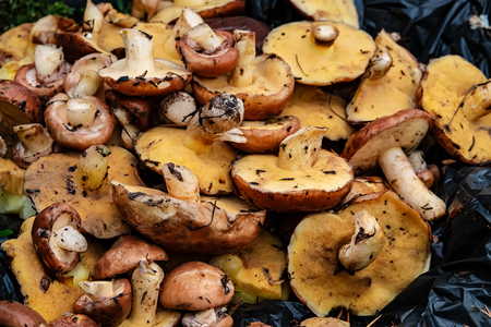 harvest of wild mushrooms Suillus. Autumn season. Ukraine. Europe.
