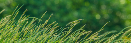 meadow grass ears on blurred green background.Web banner for your design.の写真素材