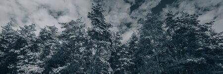 Pine trees covered with snow in cloudy weather. Rural landscape, panorama. Web banner. Christmas...