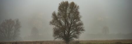 Lonely Old Tree on a Fog Meadow, Cloudy weather. Autumn Season. Web Banner. Natural Background.