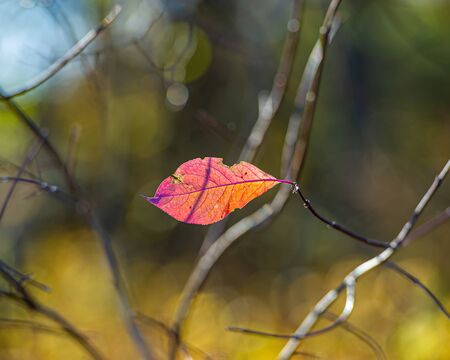 single leaf among branches on a blurred background. Fall season.の写真素材