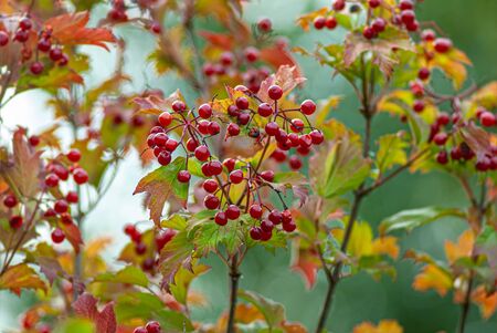 bush with bunches of red berries of viburnum and leaves on a blurred green background. Fall season.