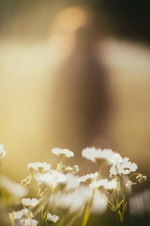 Blurred Woman Silhouette and Wildflowers on the Meadow. Blurred Background for Design.