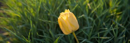 Blooming lonely flower of a yellow tulip on a green background in the garden. Spring season. Web banner.の写真素材