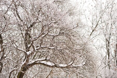Trees and branches covered by snow and hoarfrost in a city park in the morning. Winter season,...