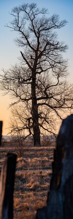 Single old big tree in the meadow on a winter evening. Vertical Web Banner.