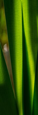 Green Foliage Cattail Swamp in the Early Morning, Close-up. Vertical Web Banner.