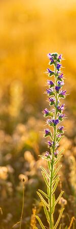 Meadow Purple Flower on Golden Morning Light Background. Vertical Web Banner.の写真素材