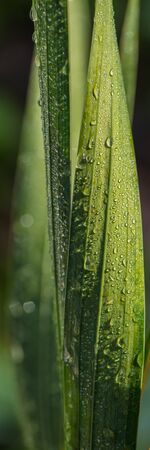 Green Foliage of Rogoz Swamp in the Early Morning covered with dew drops, Close-up. Vertical Web...