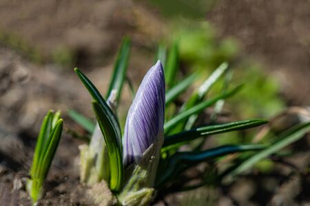 blooming purple ornamental crocus flower in a rural garden on a sunny day. Spring season.