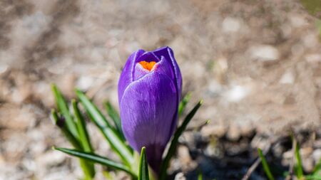 blooming purple ornamental crocus flower in a rural garden on a sunny day. Spring season.