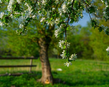 branch of a blossoming apple tree on a blurred garden background. Web banner.の写真素材