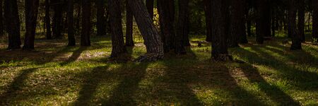 Morning in a pine forest . Autumn season. Ukraine. Europe. Web banner.の写真素材