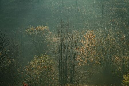 Deciduous forest in a foggy haze on the hillsides. Autumn season in October. Ukraine. Europe.の写真素材