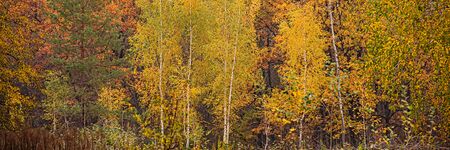 Trees in the forest covered with yellow foliage. Autumn season in the countryside. Web banner.