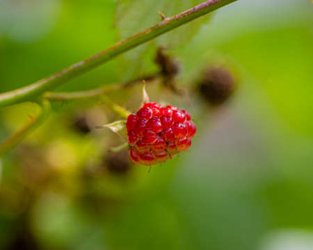 raspberry berry on a blurry green background in the garden. Summer season.の写真素材