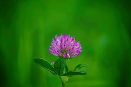Blooming pink clover flower on a blurred green meadow background. Summer season. Web banner.の写真素材