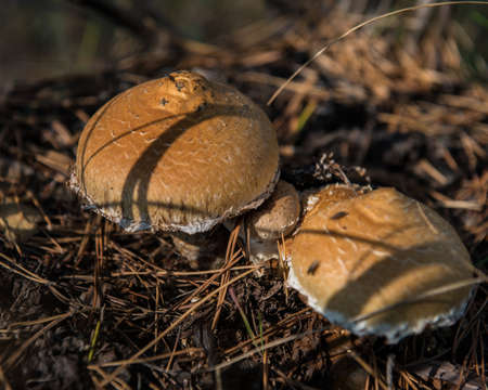 forest mushrooms in the evening in the forest on a background of old foliage, close-up. Autumn...