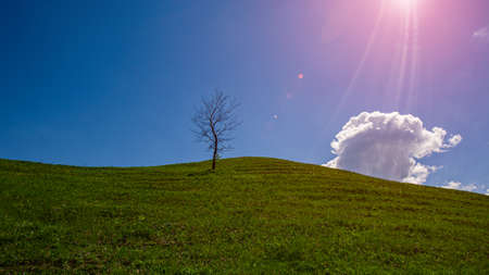 single tree on a hillside covered with green grass and sunbeams. Panoramic landscape in spring in...