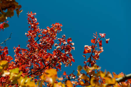 Branches of trees with colorful foliage against the blue sky on a sunny day. Autumn season.の写真素材