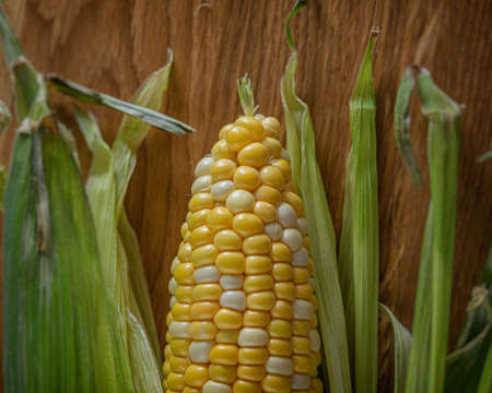 raw corn cob lies on the surface of an oak board. Cooking food.
